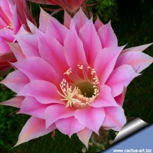 Echinopsis hybrid cv. BEYOND INFINITY