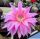 Echinopsis hybrid cv. BEYOND INFINITY