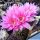 Echinopsis hybrid cv. BEYOND INFINITY