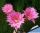 Echinopsis hybrid cv. BEYOND INFINITY
