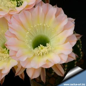 Echinopsis hybrid cv. EDWARDIAN LADY (Schick)