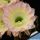 Echinopsis hybrid cv. EDWARDIAN LADY (Schick)
