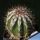 Echinopsis hybrid cv. HAKU-JO MARU