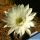 Echinopsis hybrid cv. HAKU-JO MARU