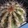 Echinopsis hybrid cv. HAKU-JO MARU