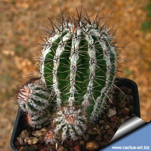 Echinopsis hybrid cv. HAKU-JO MARU