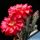 Echinopsis hybrid cv. HOT LIPS (Schick)