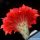 Echinopsis hybrid cv. HOT LIPS (Schick)