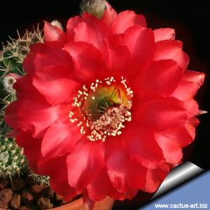 Echinopsis hybrid cv. HOT LIPS (Schick)