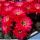 Echinopsis hybrid cv. HOT LIPS (Schick)