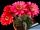 Echinopsis hybrid cv. HOT LIPS (Schick)