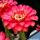 Echinopsis hybrid cv. HOT LIPS (Schick)