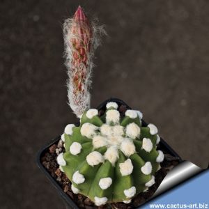 Echinopsis subdenudata KK1527 Angusto de Villamontes, Bolivia, 1000m (wooly areoles)