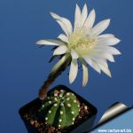 Echinopsis subdenudata KK1527 Angusto de Villamontes, Bolivia, 1000m (wooly areoles)