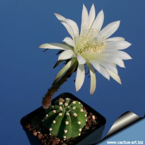 Echinopsis subdenudata KK1527 Angusto de Villamontes, Bolivia, 1000m (wooly areoles)