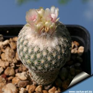 Epithelantha dickisoniae
