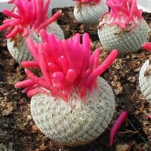 Epithelantha micromeris SB125 Arteagas Canyon, Saltillo, Coahuila, Mexico