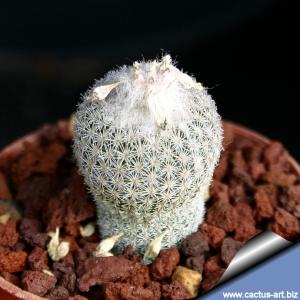 Epithelantha polycephala