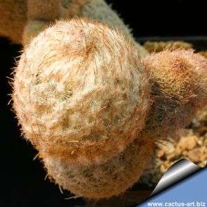 Epithelantha polycephala (red spines form)