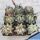 Astrophytum capricorne niveum
