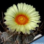 Astrophytum capricorne niveum