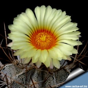 Astrophytum capricorne v. niveum