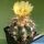 Astrophytum hybrid CAP-AS
