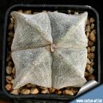 Astrophytum myriostigma "quadricostatum"