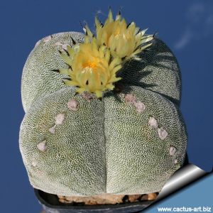 Astrophytum myriostigma "quadricostatum"