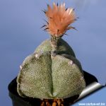 Astrophytum myriostigma "tricostatum"
