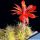 Echinocereus klapperi