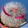 Mammillaria bocasana v. multilanata