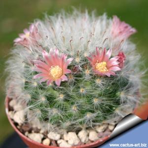 Mammillaria bocasana v. multilanata