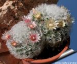Mammillaria bocasana v. multilanata