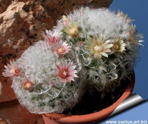 Mammillaria bocasana v. multilanata