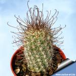 Mammillaria poselgeri (syn.: Cochemiea poselgeri)