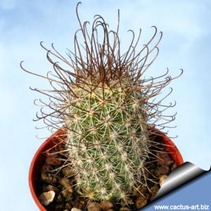 Mammillaria poselgeri (syn.: Cochemiea poselgeri)
