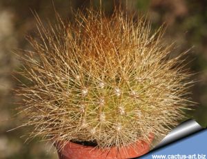 Matucana weberbaueri