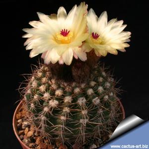 Notocactus bommeljei