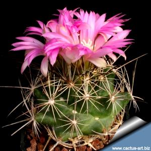 Coryphantha macromeris (Lepidocoryphantha macromeris)