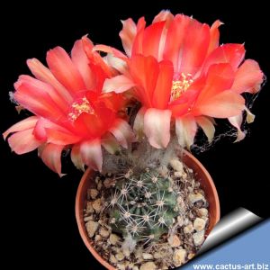 Lobivia haematantha fa.