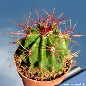 Ferocactus stainesii v. pringlei