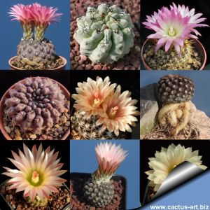 Eriosyce sp. (Neochilenia/Chileorebutia) mixed forms