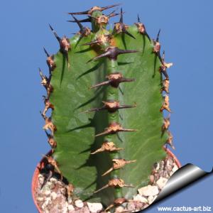 Euphorbia ammak