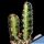 Euphorbia erythreae cv. STREAKY (Striata)