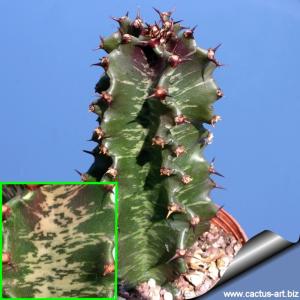 Euphorbia erythreae cv. STREAKY (Striata)