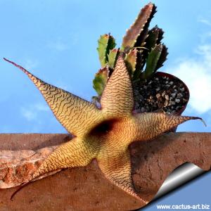 Stapelia gigantea