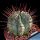 Euphorbia horrida
