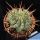 Euphorbia horrida