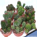 Euphorbia horrida hybrid (mixed forms)